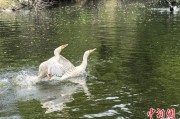 正缘测试吉林：罕见白鸬鹚连续两年“故地重游”