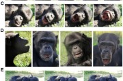 正缘测试国际最新研究：机器人“打哈欠” 黑猩猩被传染